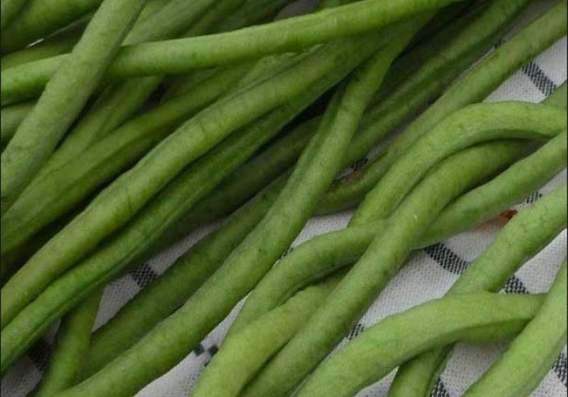 Oturak Borulce Tohumu 001 800X560