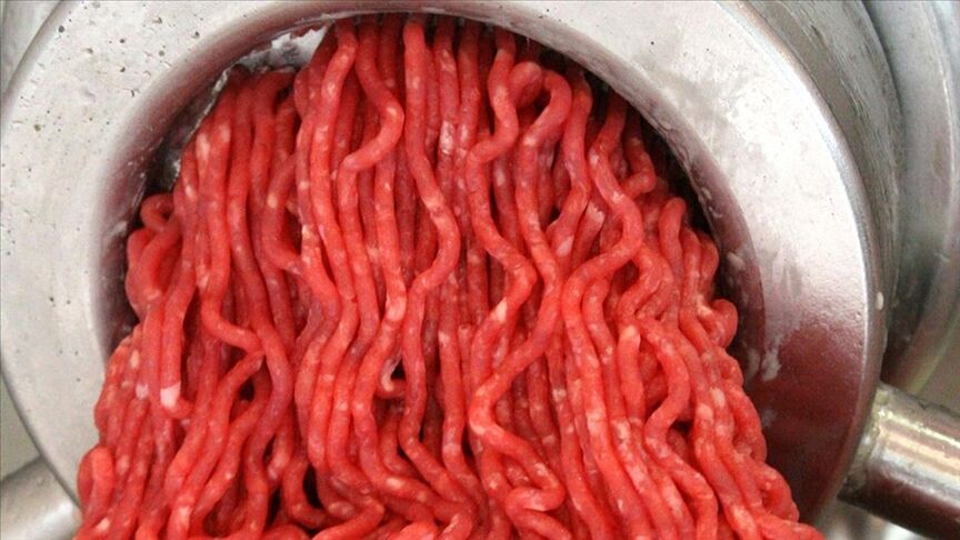 Salmonella2