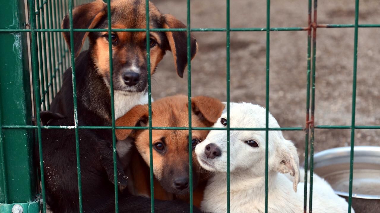 Yasa Dışı Köpek Üretimi
