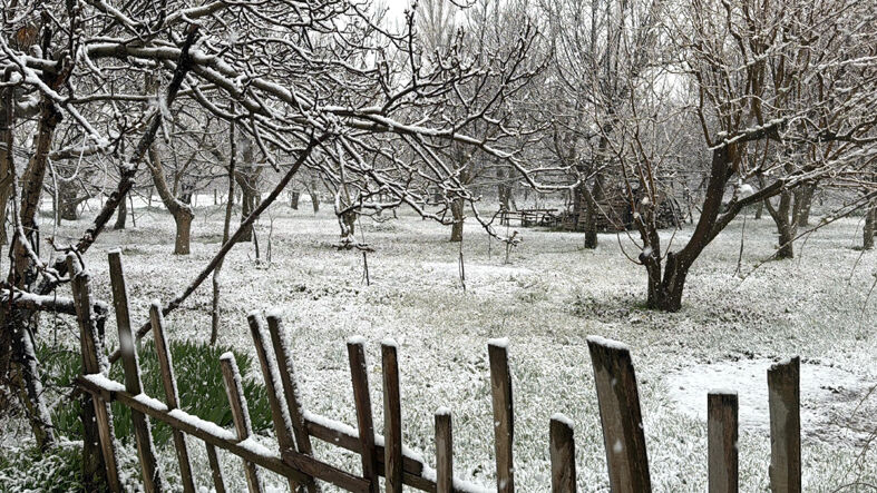 Afyon 1