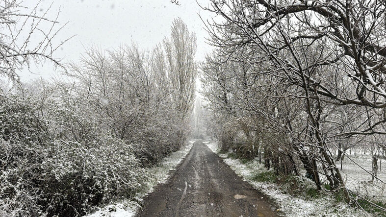 Afyon 3