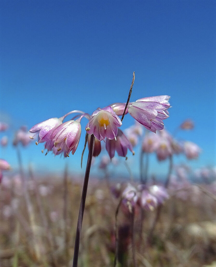 Allium Sibthorpianum