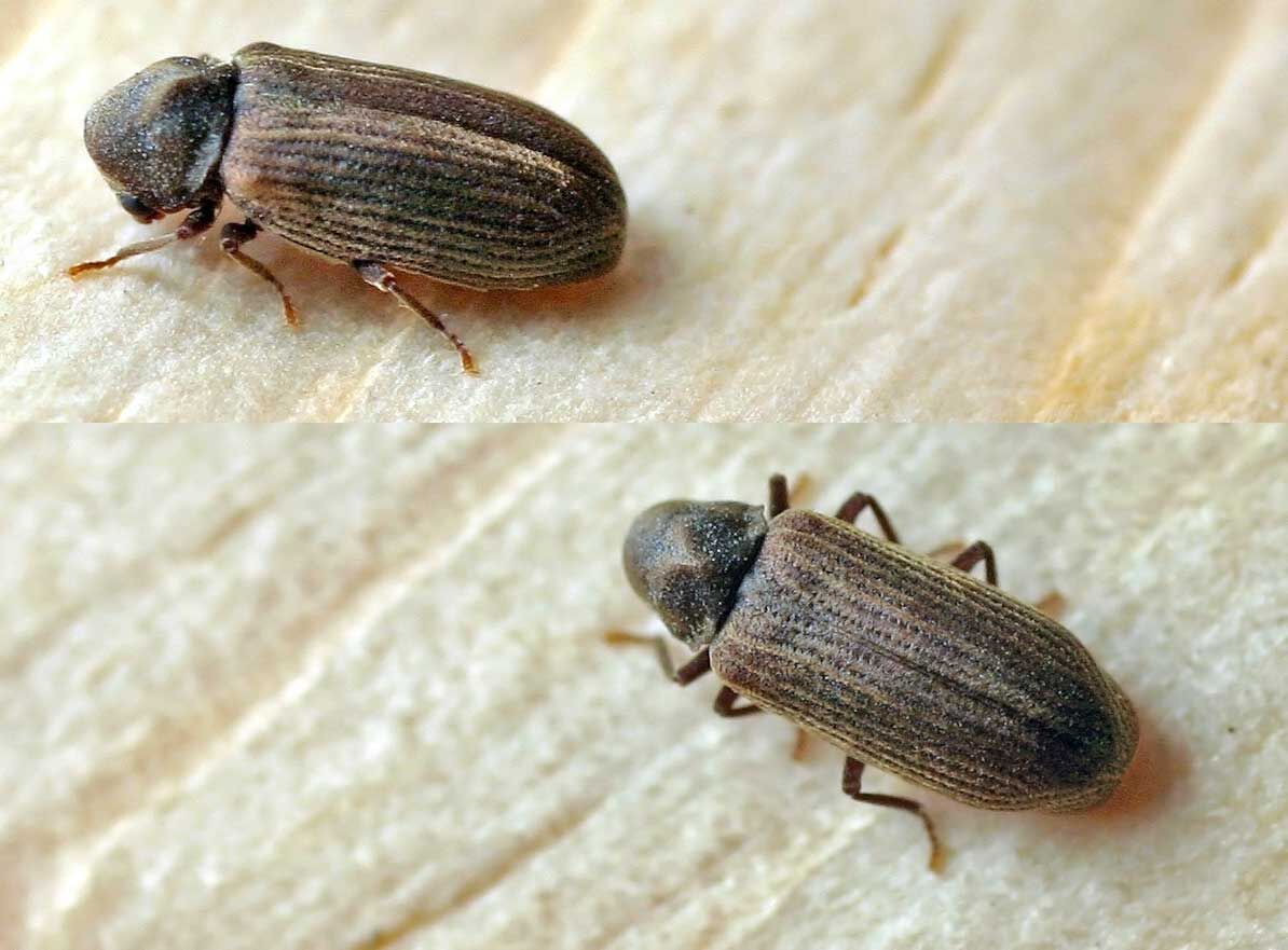 Anobium Punctatum01