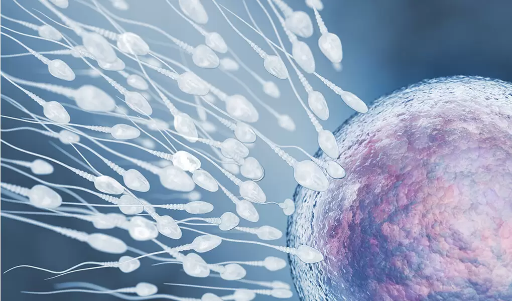 Bahceci Blog Fertilizasyon Dollenme Nedir