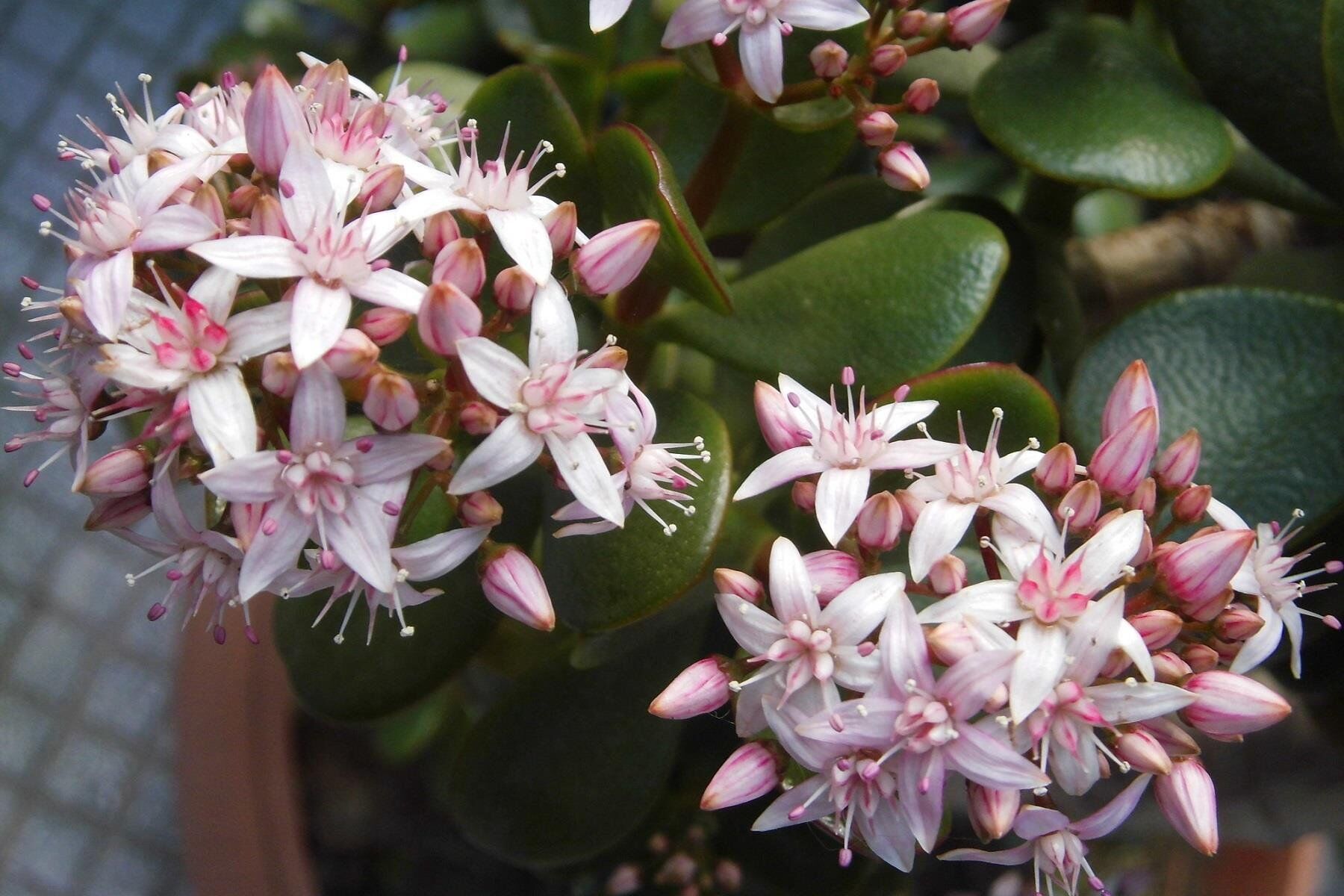 Crassula Ovata Para Cicegi 71D7