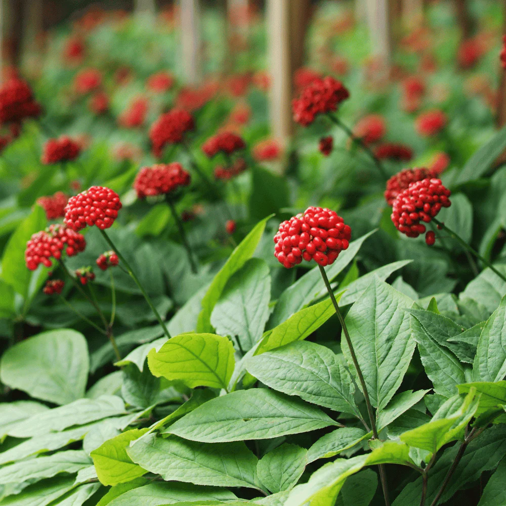 Ginseng 1