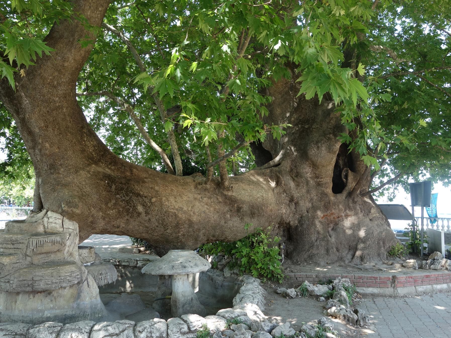 Gölyazı1