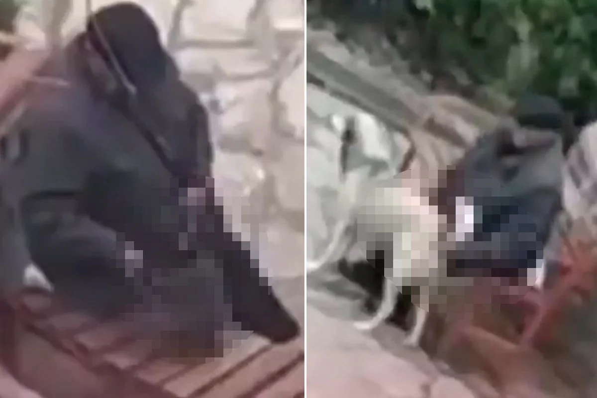 Skandal Goruntu Parktaki Sokak Hayvanlarini 19751497 8506 Amp