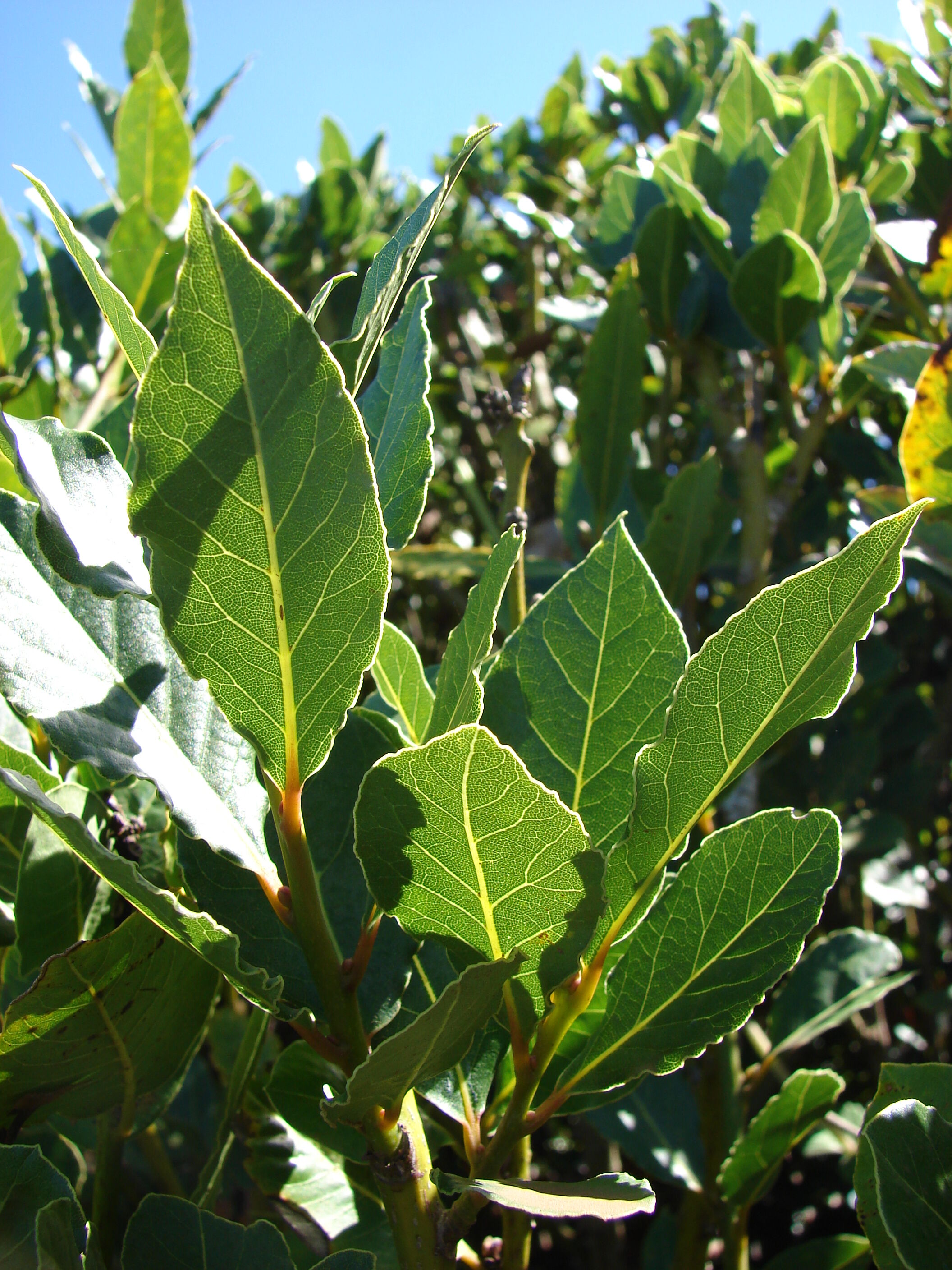 Starr 071024 0195 Laurus Nobilis Leaves Enchanting Floral Gardens Of Kula Maui (24867859296)