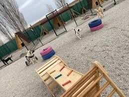 Yasama Tutunan Pati̇ler3