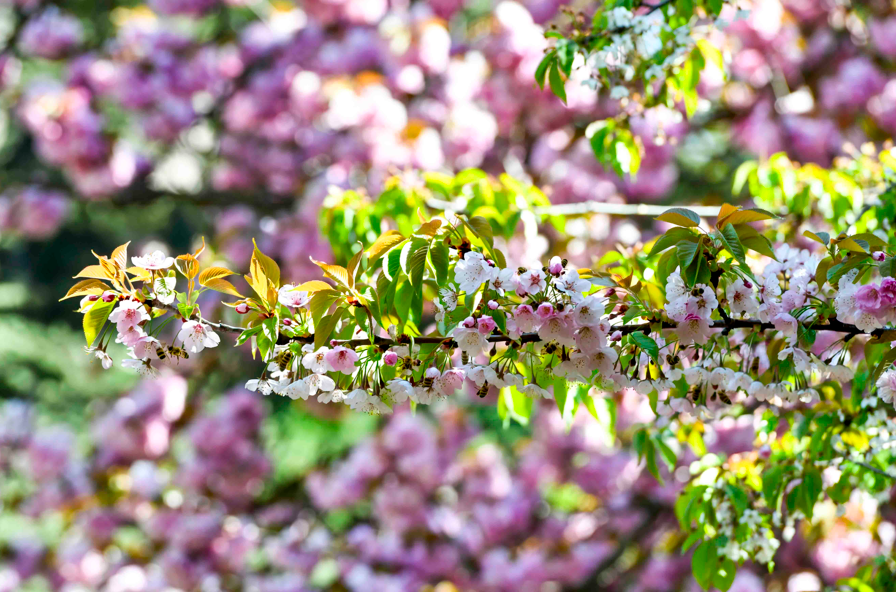 Ankarada Sakura Ağaçları Çiçek Açtı (4)