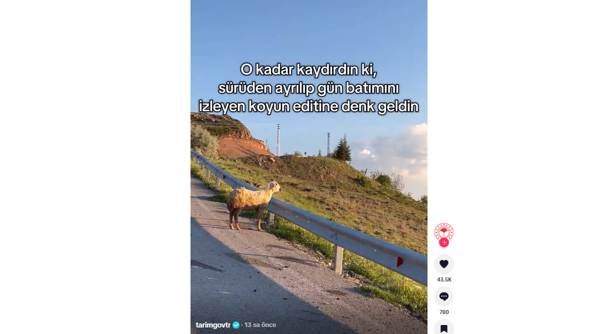Bakanlıktan “O Kadar Kaydırdın Ki…” Paylaşımı Gün Batımını Izleyen Koyun Gündem Oldu (2)