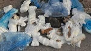 Çöpte 33 Kedi