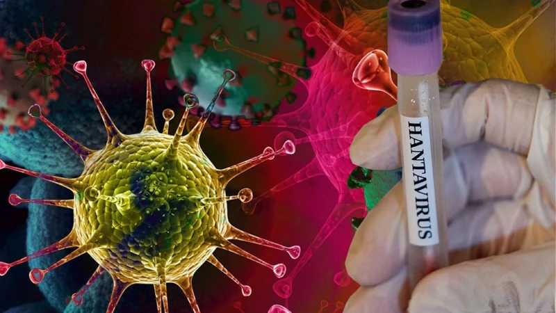 Dunya Saglik Orgutu Nu Alarma Geciren Hantavirus Nedir Belirtileri Nelerdir Ve Turkiye De Vaka Var M
