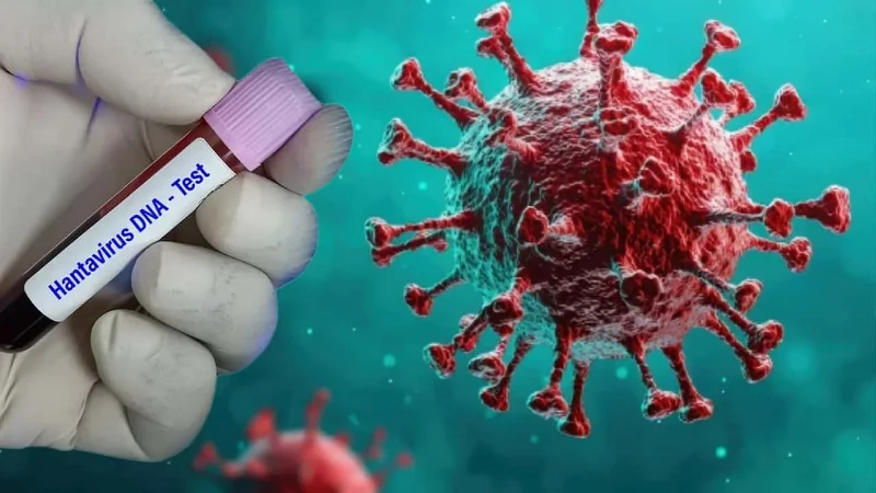 Hantavirus Turkiye De Var Mi Hangi Ulkelerde Goruldu Ve Insana Nasil Bulasir