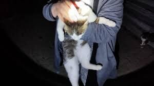 Kedi Mahsur