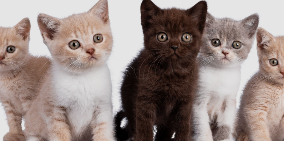 Kedi1-1