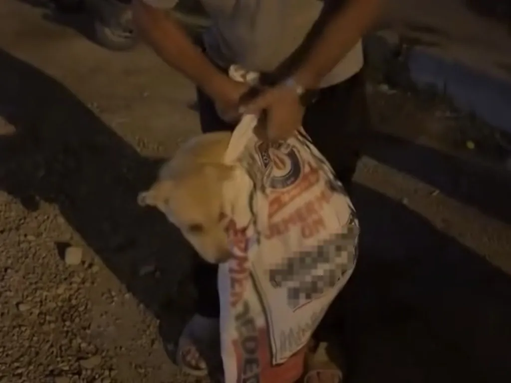 8339 Hatayda Bir Kisi Kopegi Cuvala Hapsetti