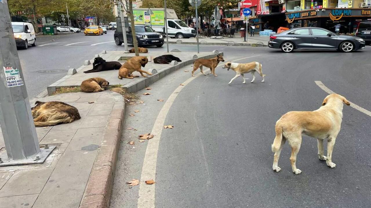 Sokak Köpeği