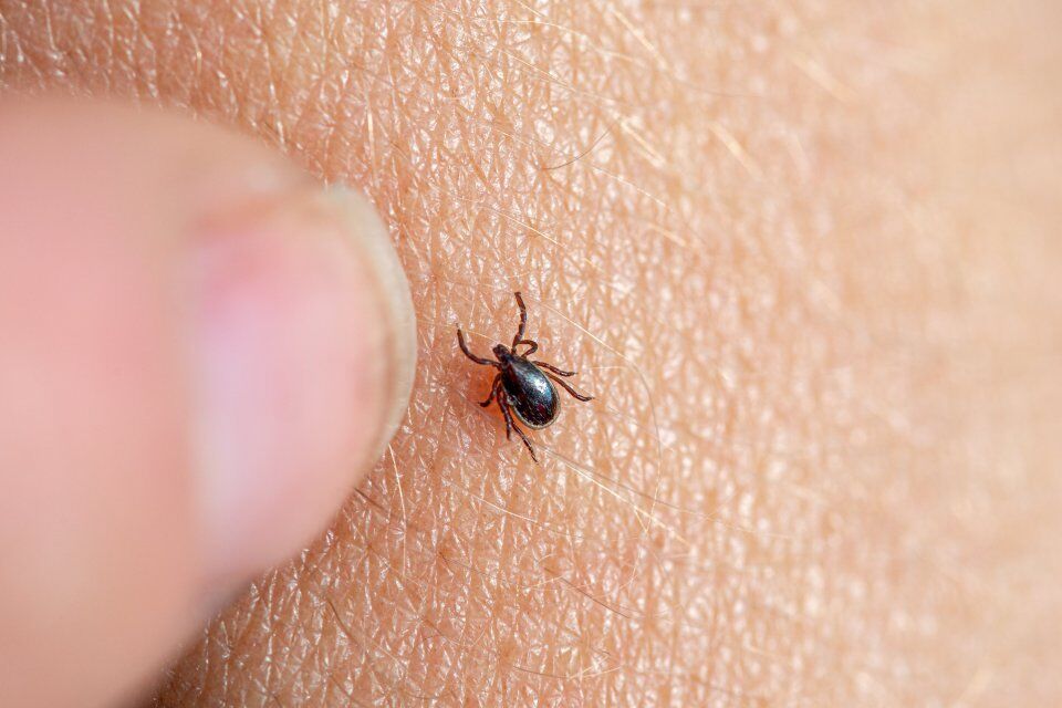 Brown Tick On A Human Skin 2025 02 19 19 32 57 Utc Min-2