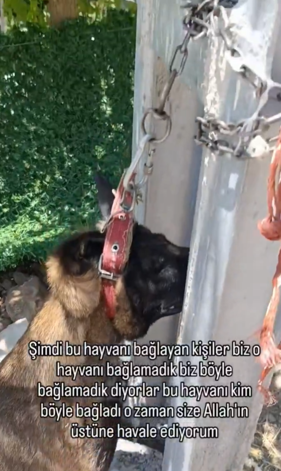 Hatay’da vicdanları sızlatan olay! Elektrik direğine bağlı köpek ölü bulundu