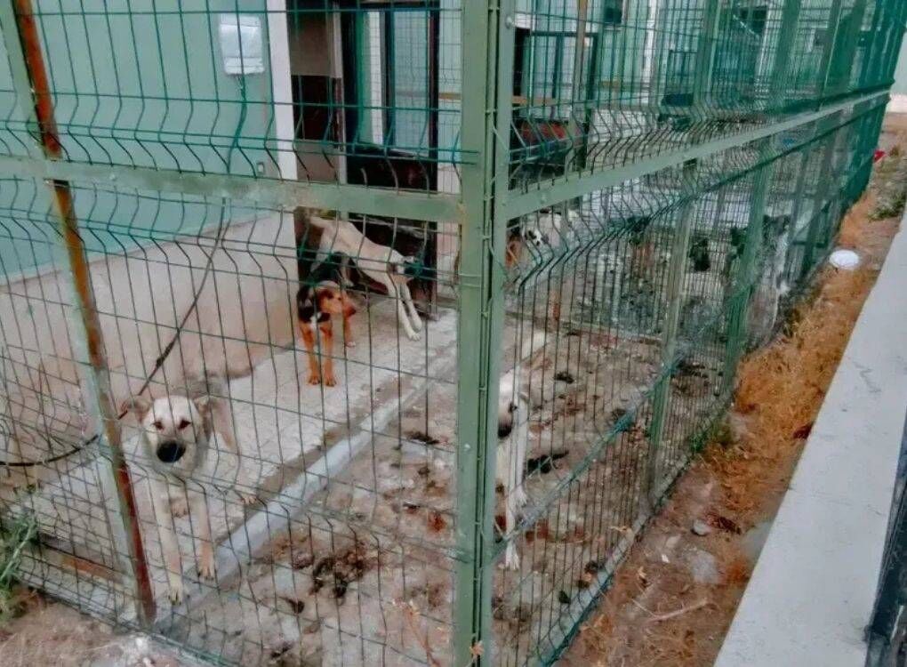 Gumushane Belediyesi Barinaginda Hayvanlar Acliktan Ve Susuzluktan Oldu Iddiasina Sorusturma Baslatildi