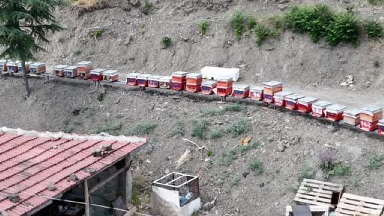 Kanyon Balinda 4 Tonluk Rekolte Bin 200 Endemik Bitkiyle 4 Kusaktir Suren Gelenek 1200 729489