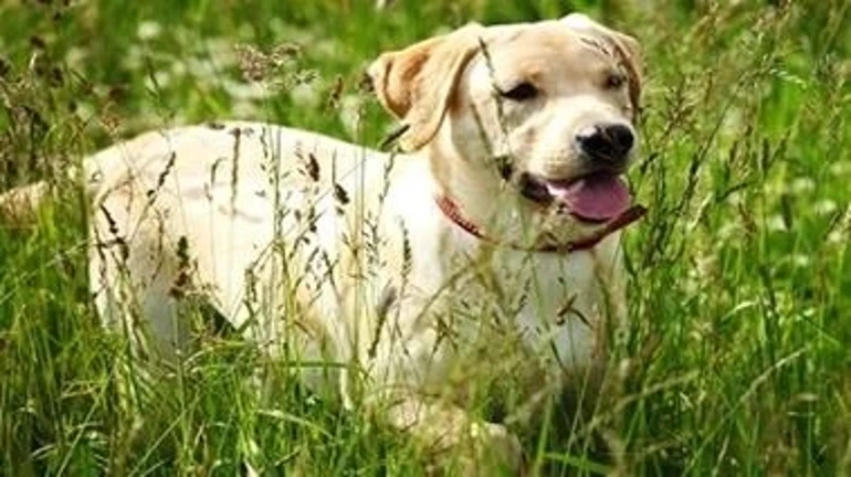 Köpek Pi̇si̇ Pi̇si̇