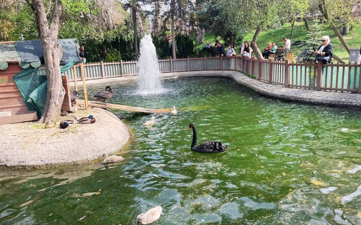 Kuğulu Park'tan sevindiren haber! 5 yavru kuğu bekleniyor