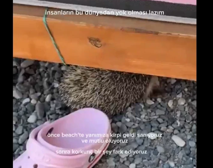 27E1Bb1C Plajda Gordukleri Manzara Yurek Burktu Kirpiyi Sezlonga Baglanmis Halde Buldular