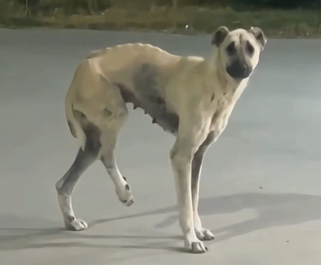 Köpek-9
