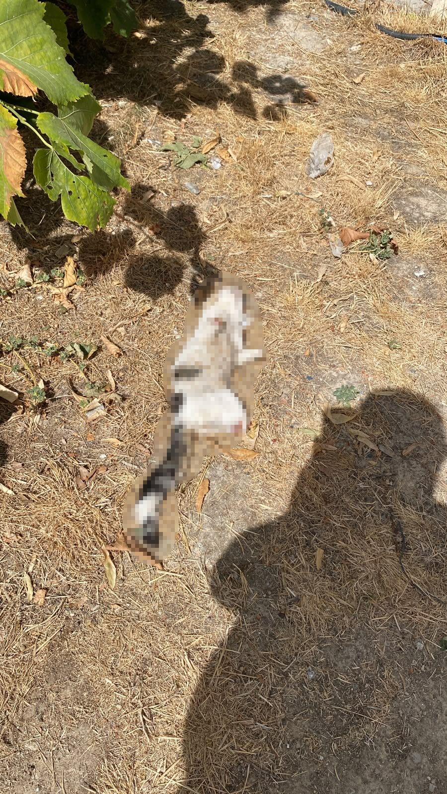 Kütahya'da dehşete düşüren olay!Kedi bacakları kesilmiş halde bulundu