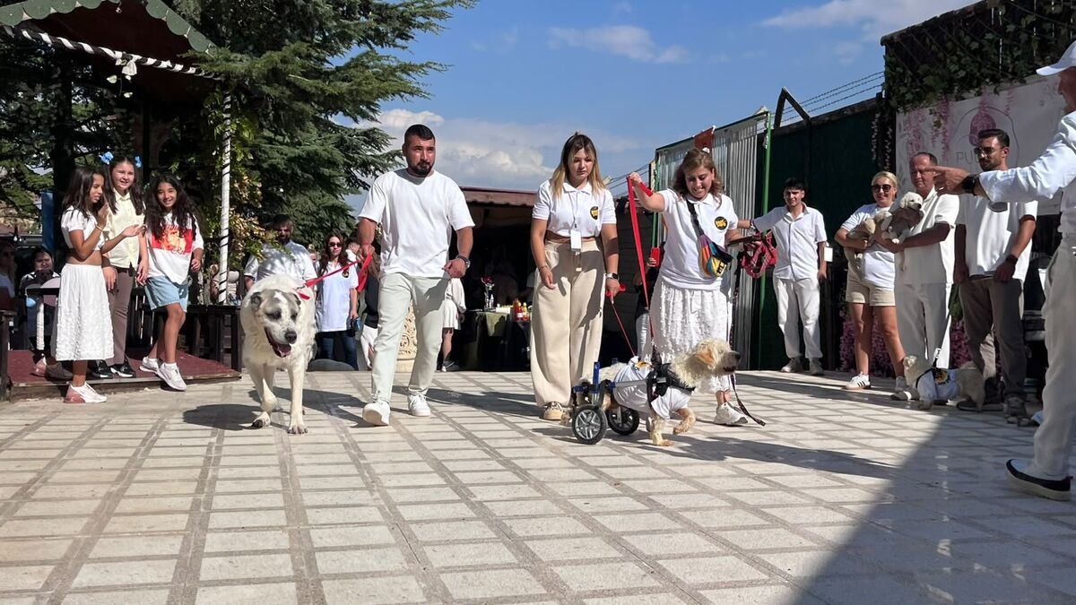 Ankara'da 19 köpek podyuma çıktı, hepsi yuva buldu!