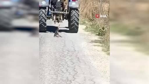 Köpeği traktörün arkasına bağlayıp sürüklemişti! O şahıs hakkında işlem başlatıldı