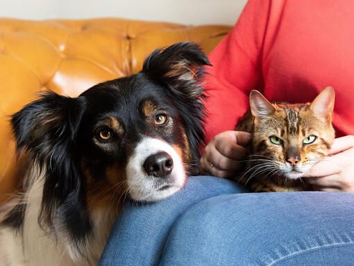 Kedi̇ Köpek-1