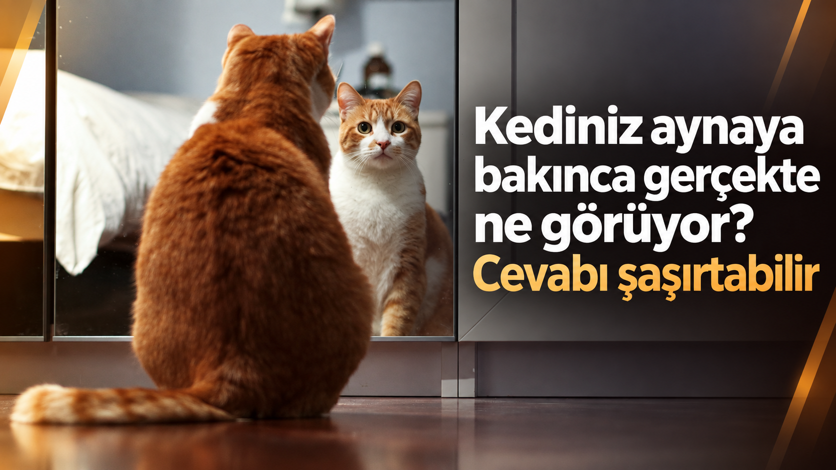 Kediniz aynaya bakınca gerçekte ne görüyor? Cevabı şaşırtabilir
