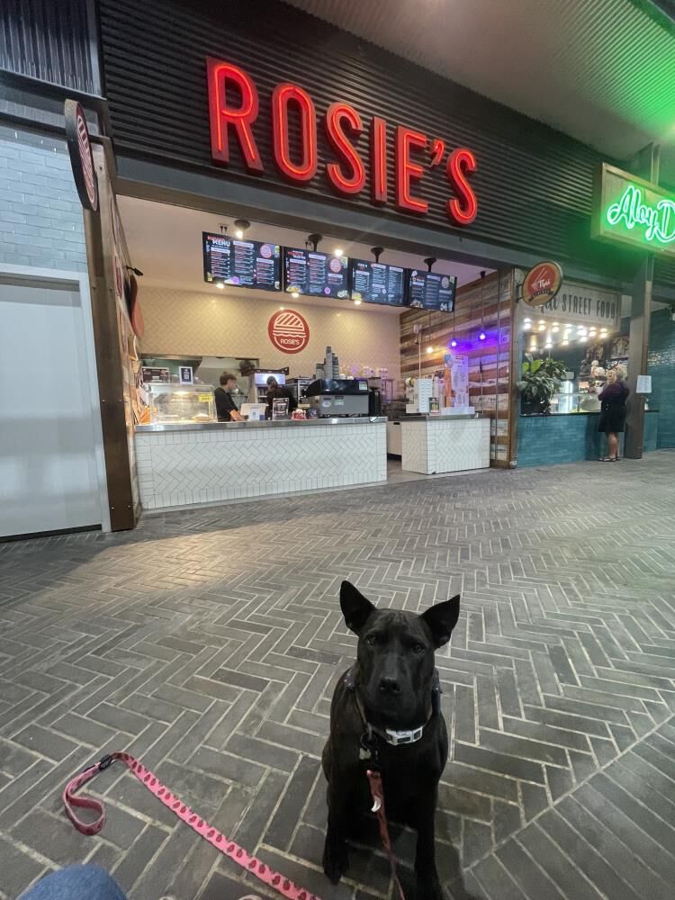 Köpek Aşı