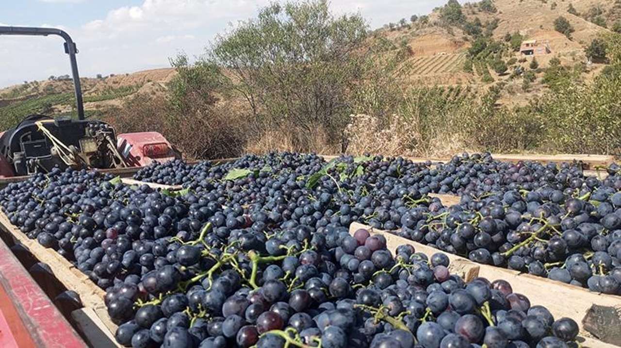 Kuyucak Uzum Hasadi Aa 03
