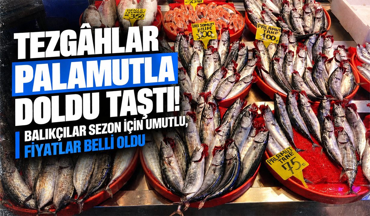 Tezgâhlar palamutla doldu taştı! Balıkçılar sezon için umutlu, fiyatlar belli oldu