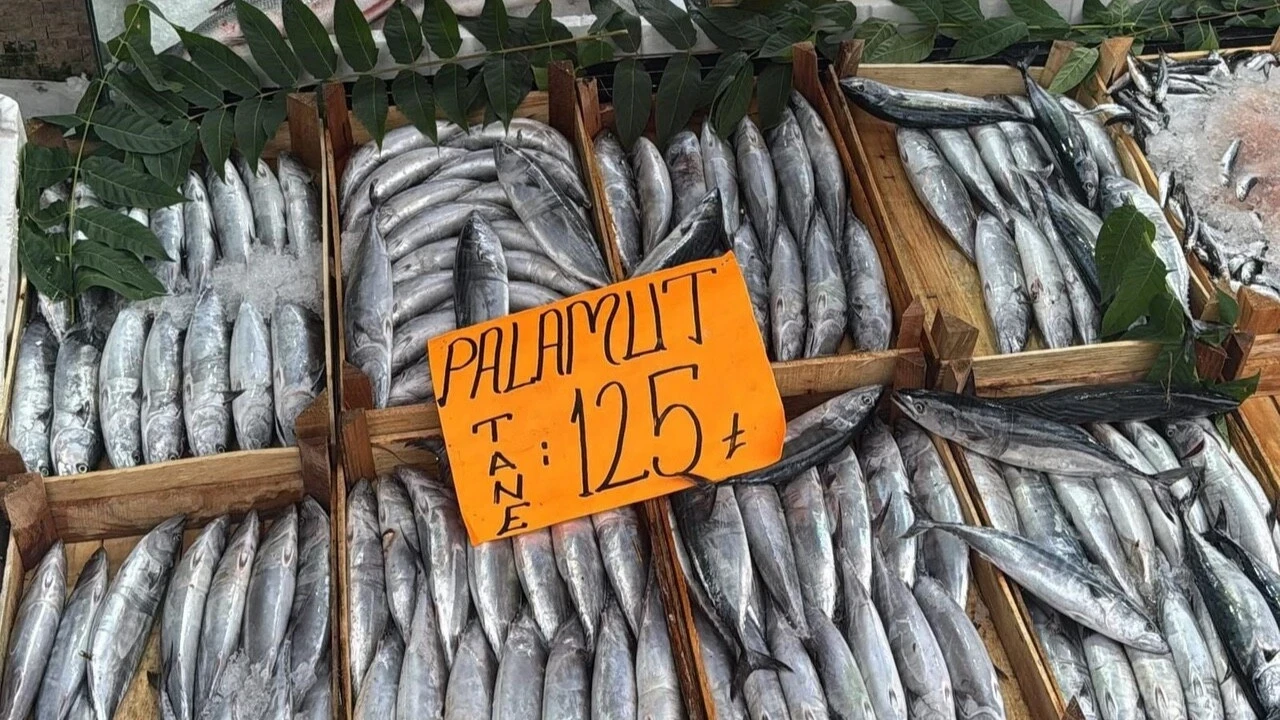 Palamut