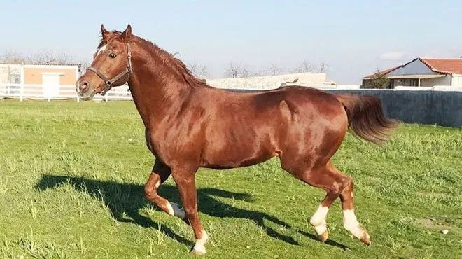 Yarış Atı Satışları