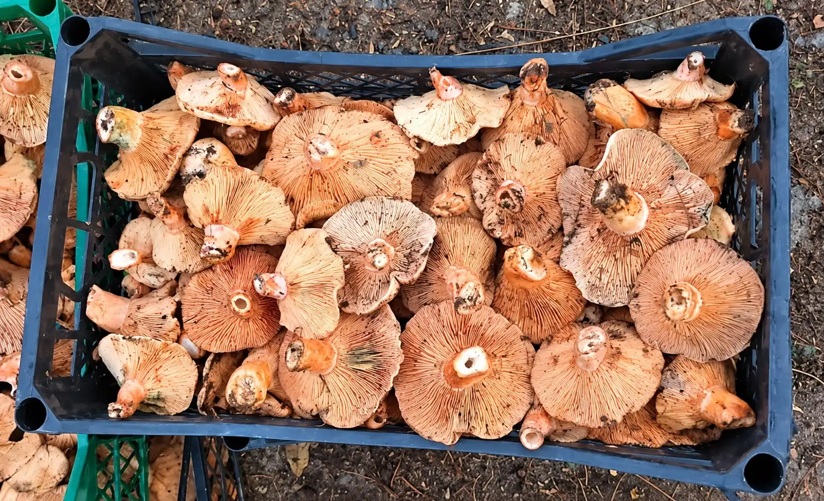 Beypazarı’nda Kanlıca Mantarı Bereketi2