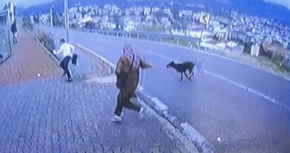 Bursa'da Köpek Dehşeti Kamerada