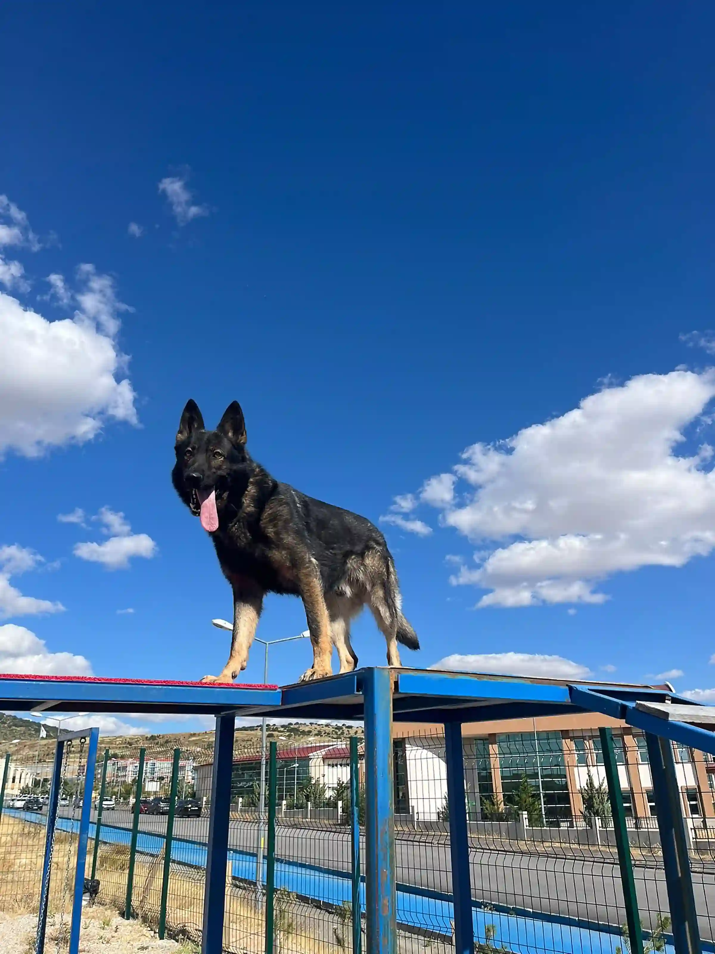 Enkazda Can Kurtaran Köpekler De Tehlike Altında! Eğitmeni Anlattı (1)