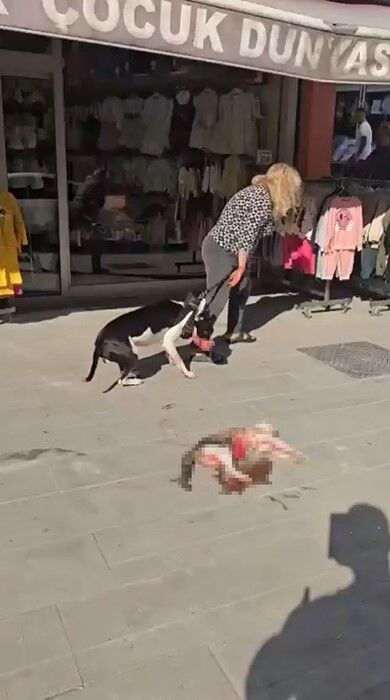 Esenyurt'ta Pitbull Sokak Kedisini Parçaladı, Vatandaş Tepki Gösterdi