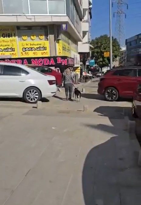 Esenyurt'ta Pitbull Sokak Kedisini Parçaladı
