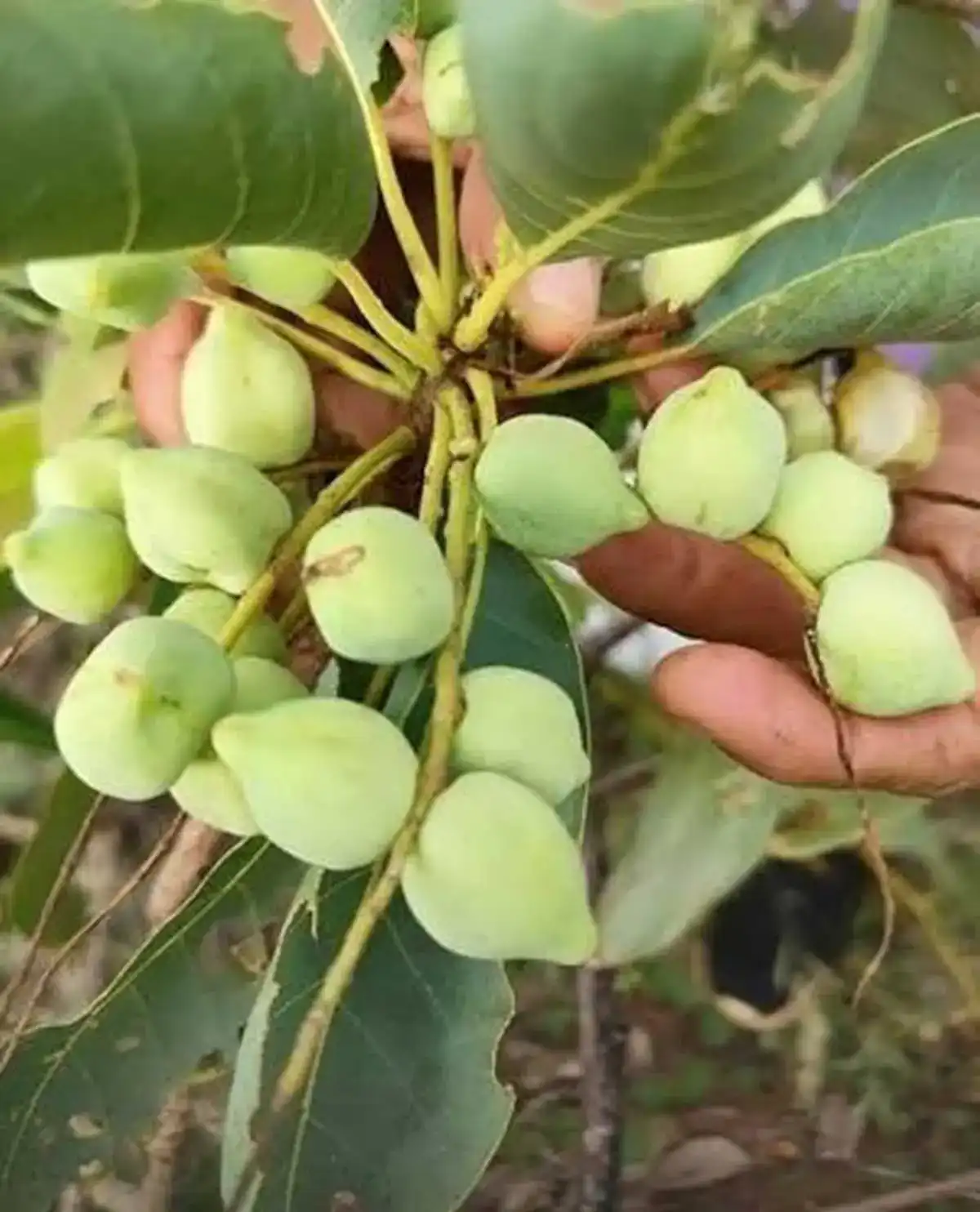 Kakadu Eriği