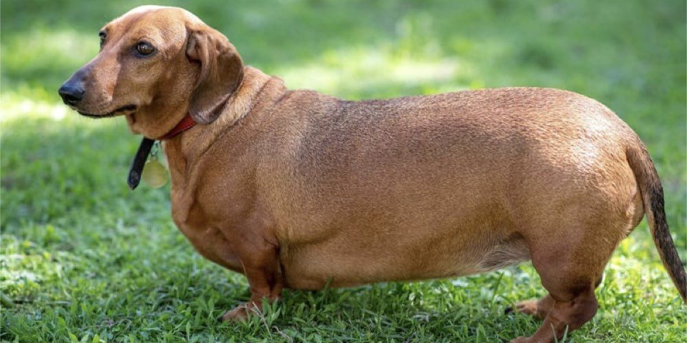 Kediniz Ya Da Köpeğiniz Kiloluysa Dikkat! Uzmanı Uyardı2