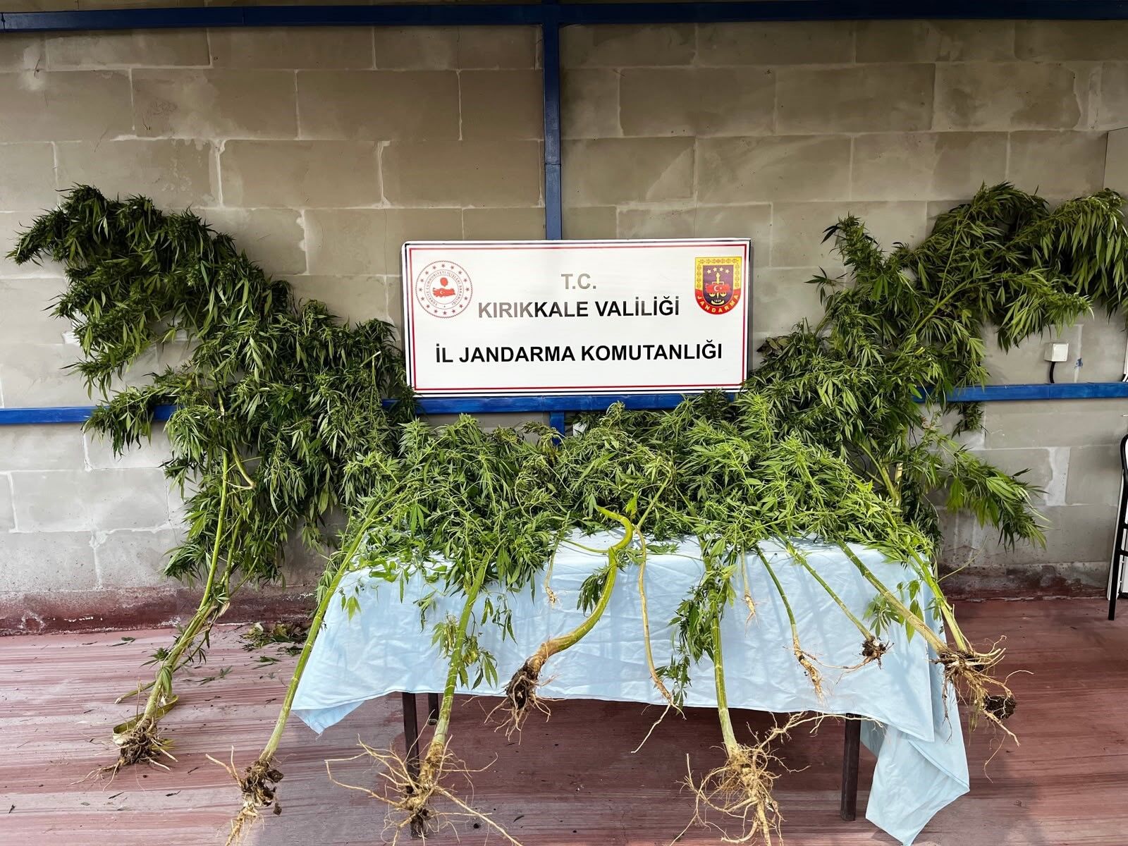 Kırıkkale’de Ev Bahçesinde 14 Kök Kenevir Ve 1 Kilo Esrar Bulundu (2)