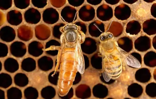 Kraliçe Arı Robotlarla Beslenecek, Tarımsal Verim Artacak3,